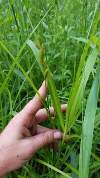 Слика од Carex muskingumensis Schwein.