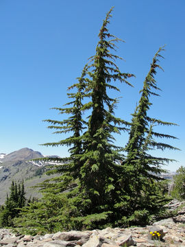 Image of Mountain Hemlock