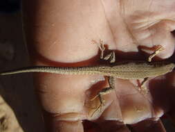 Image of Small-spotted lizard