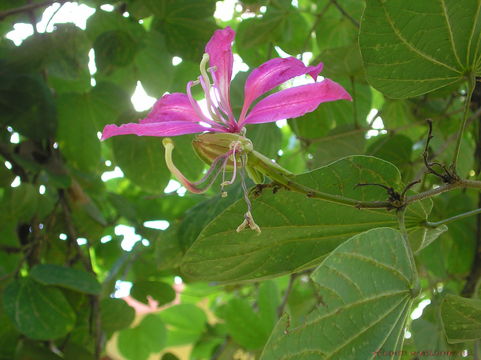 Image of Butterfly-tree