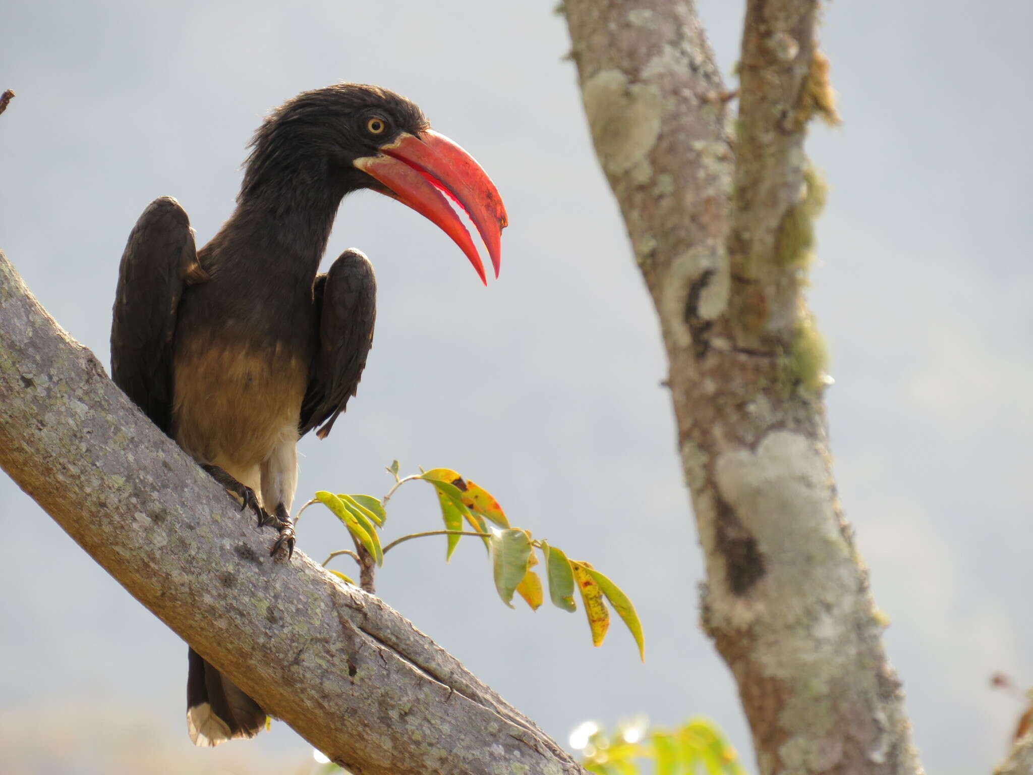 Image of Crowned Hornbill