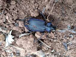 Imagem de Calosoma (Callitropa) externum (Say 1823)