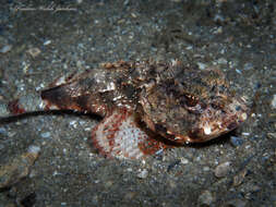 Image of Mushroom Scorpionfish