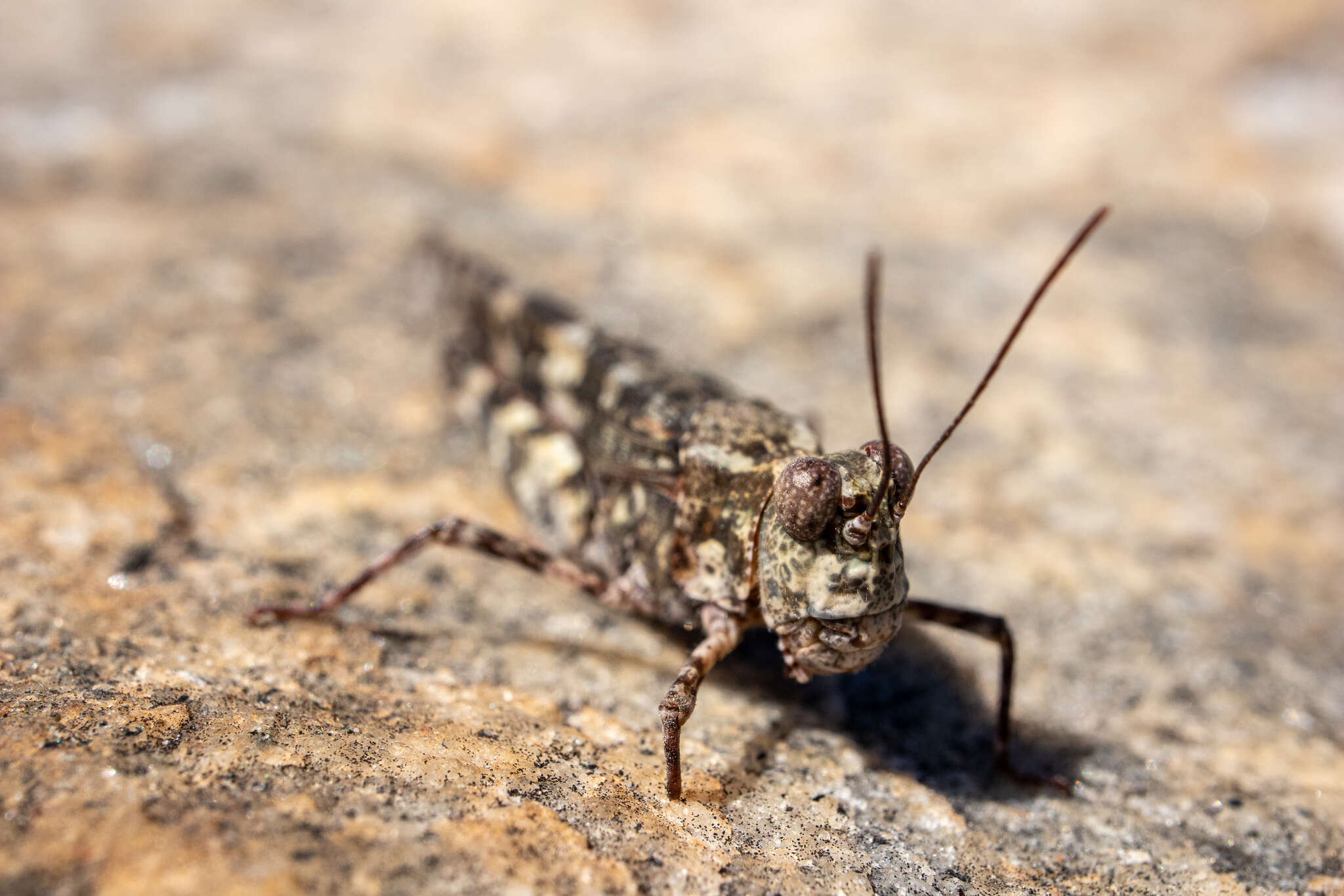 Trimerotropis saxatilis McNeill 1901 resmi