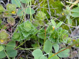 Image of subalpine eyebright