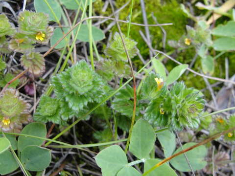 Imagem de Euphrasia mollis (Ledeb.) Wettst.