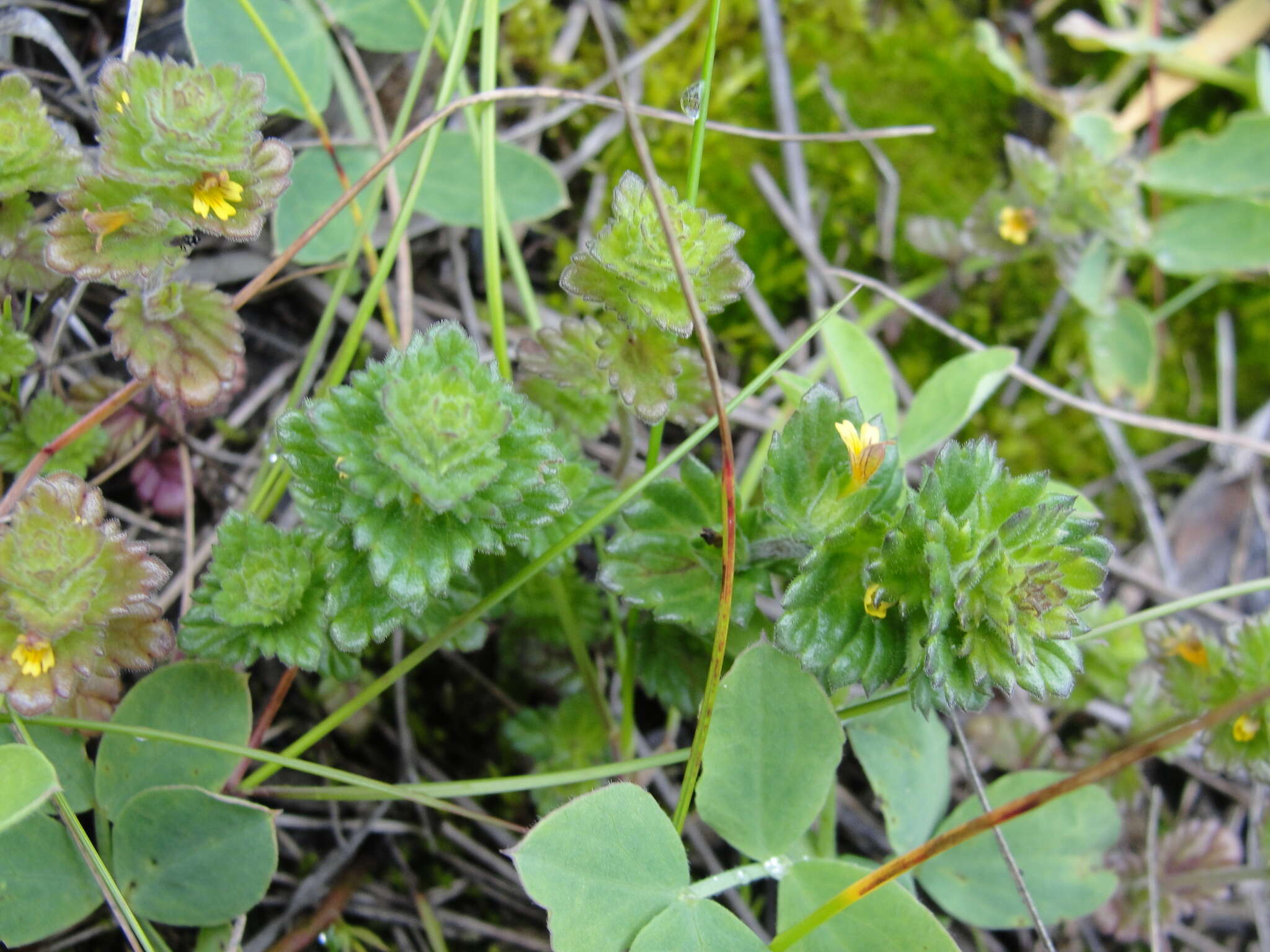 Image of subalpine eyebright