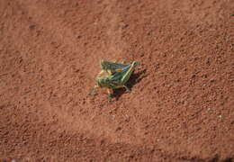 Image of Hesperotettix viridis viridis (Thomas & C. 1872)