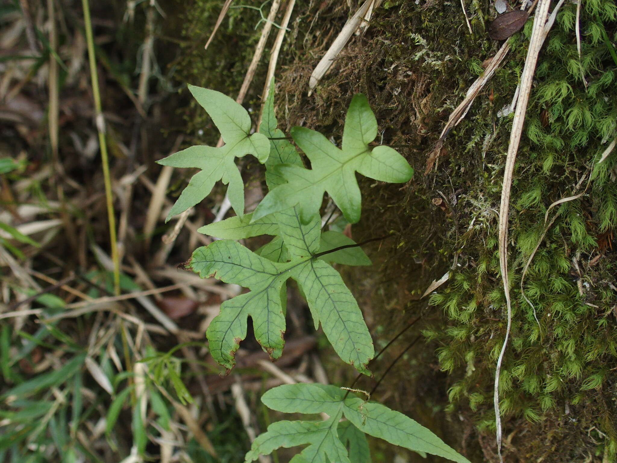 Pichisermollodes quasidivaricata (Hayata) Fraser-Jenk.的圖片