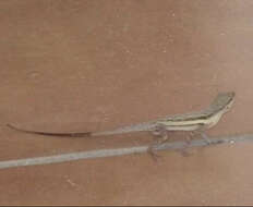 Image of Bluefields Anole