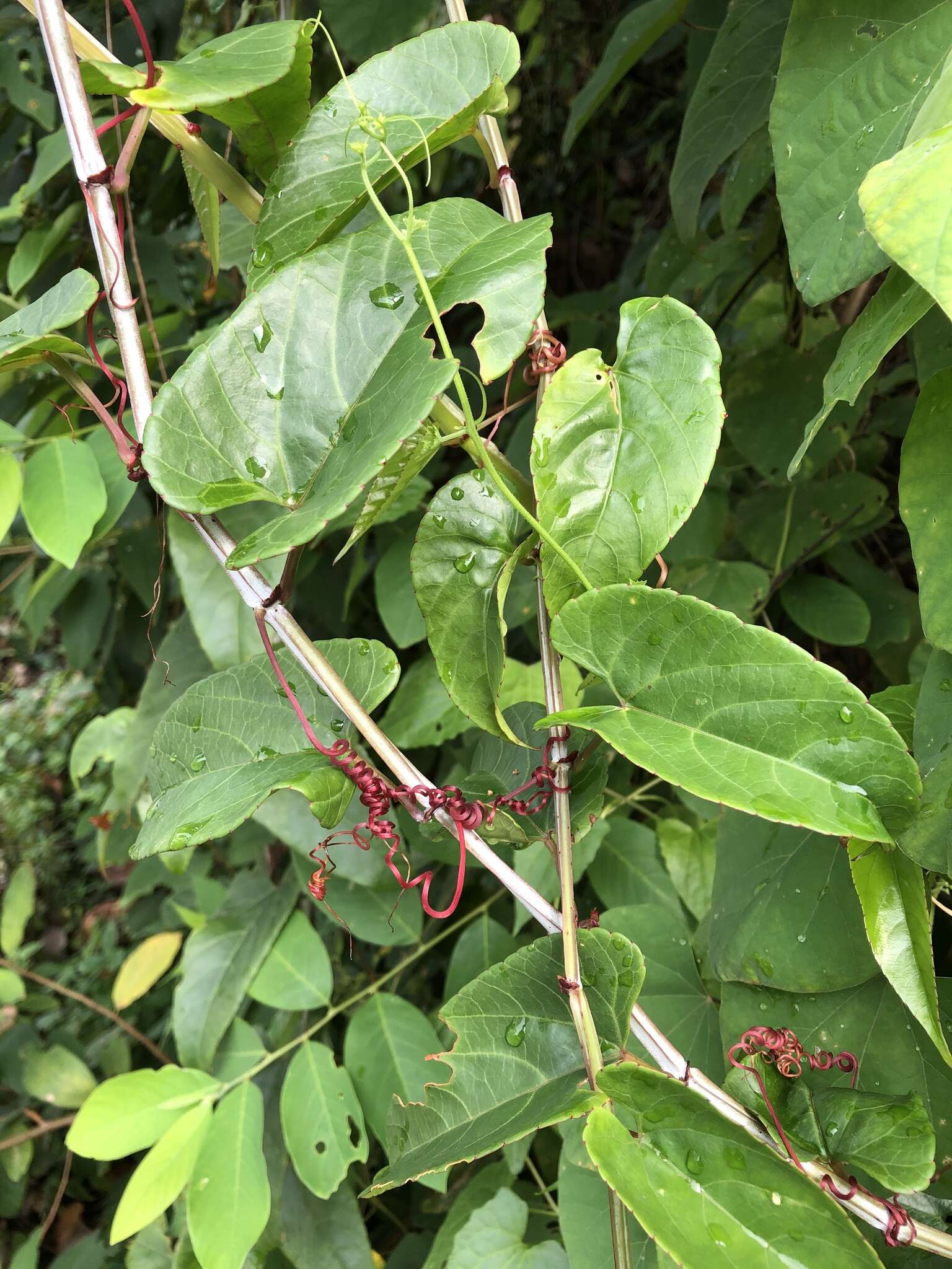 Image de Cissus hastata (Miq.) Planch.