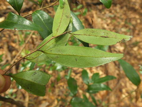 Alphonsea lutea (Roxb.) Hook. fil. & Thomson resmi