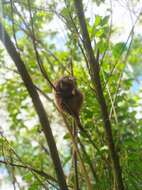 Image of stump-tailed porcupine