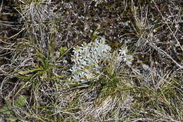 Image of Argyrotegium nitidulum (Hook. fil.) J. M. Ward & Breitw.