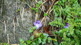 Image of Spotless Violet Torenia