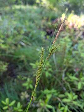 Imagem de Carex mendocinensis Olney ex Boott