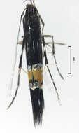 Image of Cosmopterix attenuatella Walker 1864