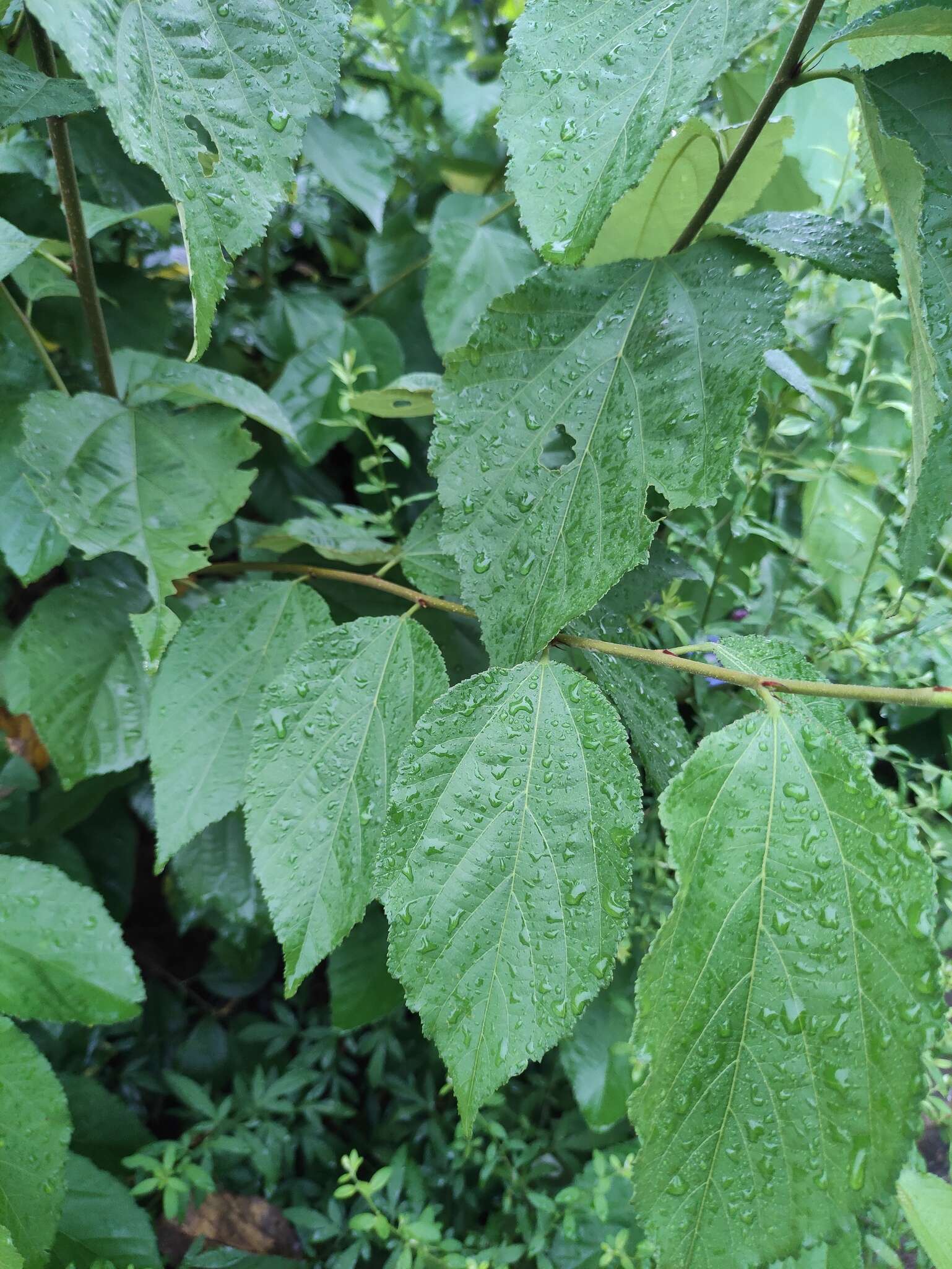 Sivun Grewia biloba var. parviflora (Bunge) Hand.-Mazz. kuva