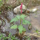 Sivun Persicaria hispida (Kunth) Gomez de la Maza kuva