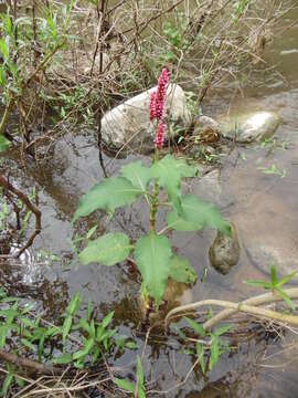 Sivun Persicaria hispida (Kunth) Gomez de la Maza kuva