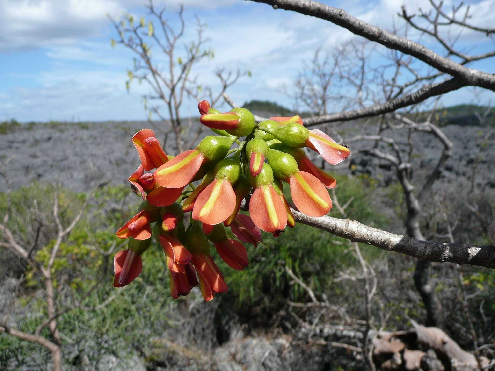 Image of Neoharmsia baronii (Drake) M. Peltier