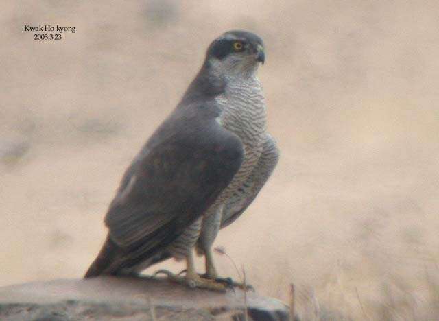 Image of Eurasian Goshawk