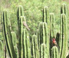 Image of Myrtillocactus schenckii (J. A. Purpus) Britton & Rose