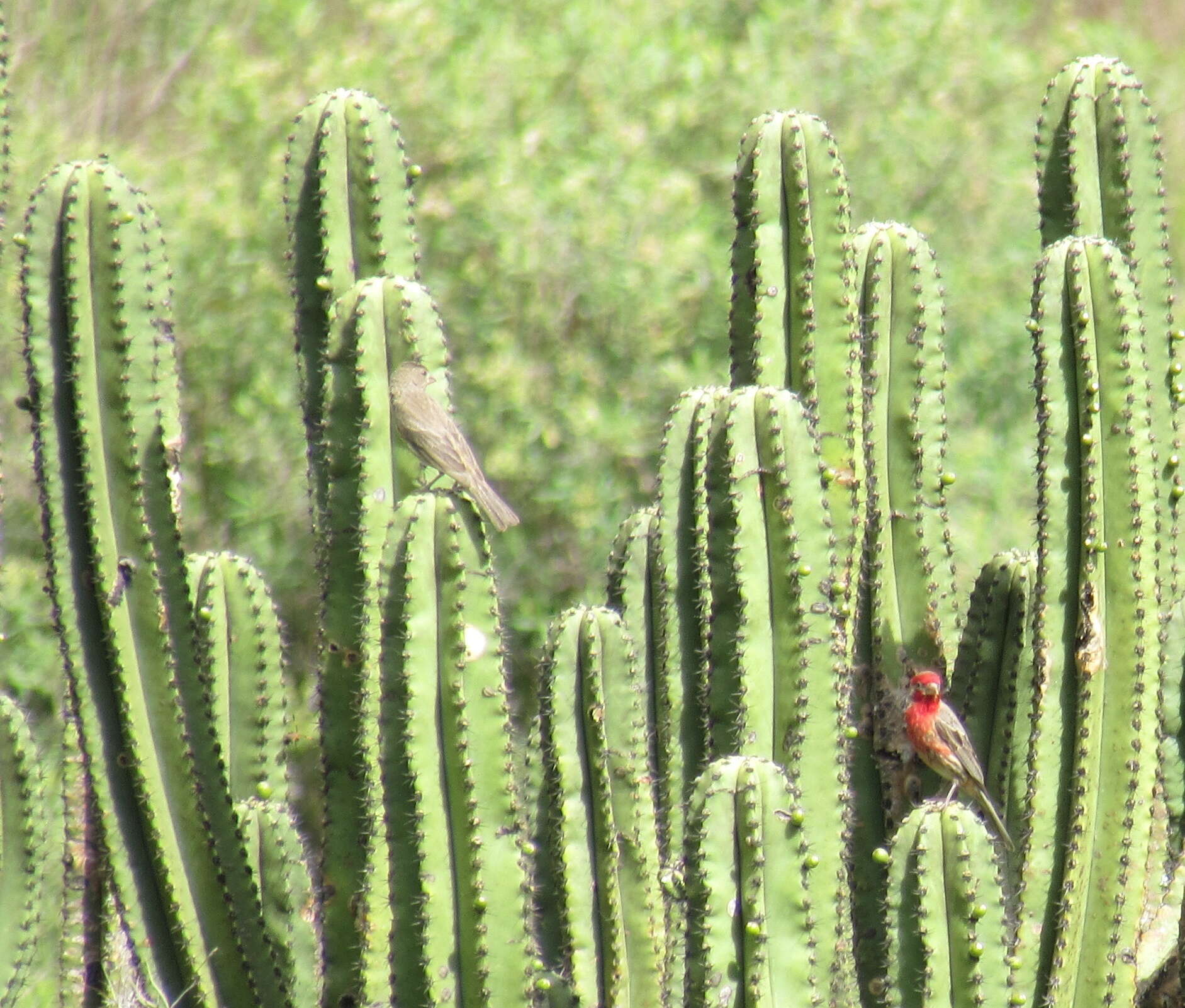 Image of Myrtillocactus schenckii (J. A. Purpus) Britton & Rose