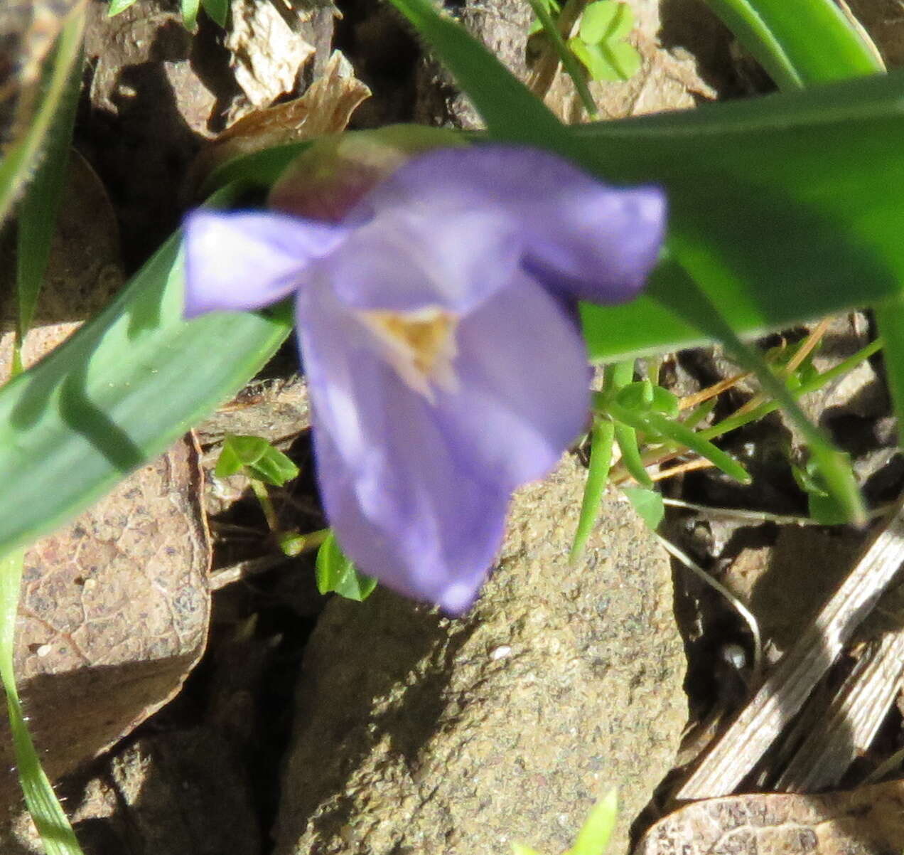 Image of starflower brodiaea