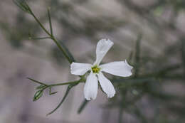 Image of Santa Catalina Mountain phlox