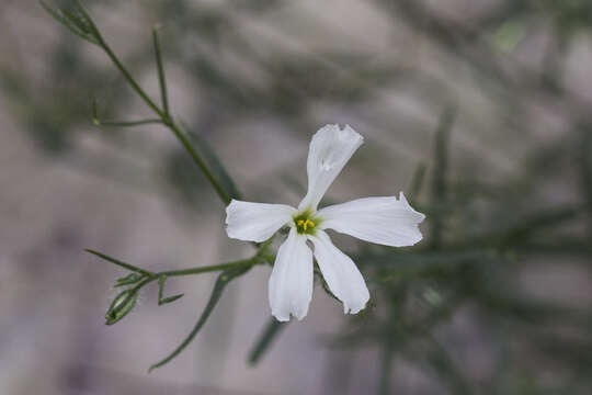 Imagem de Phlox tenuifolia E. Nelson