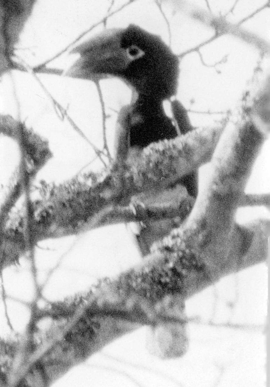 Image of White-thighed hornbill