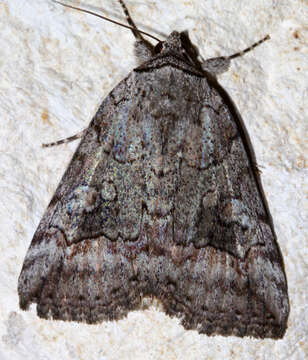 Image of Similar Underwing