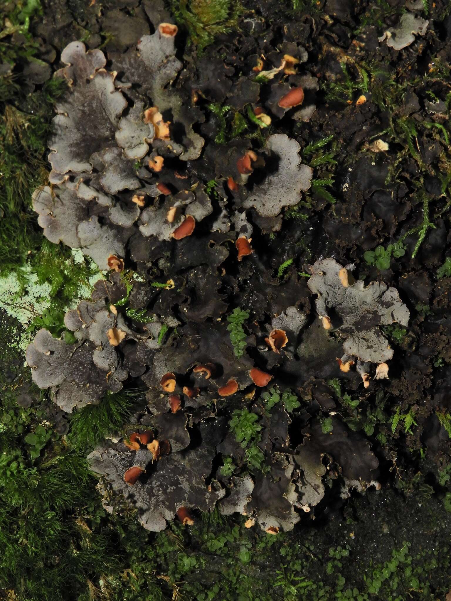 Image of felt lichen