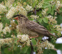 Image of Quelea quelea quelea (Linnaeus 1758)