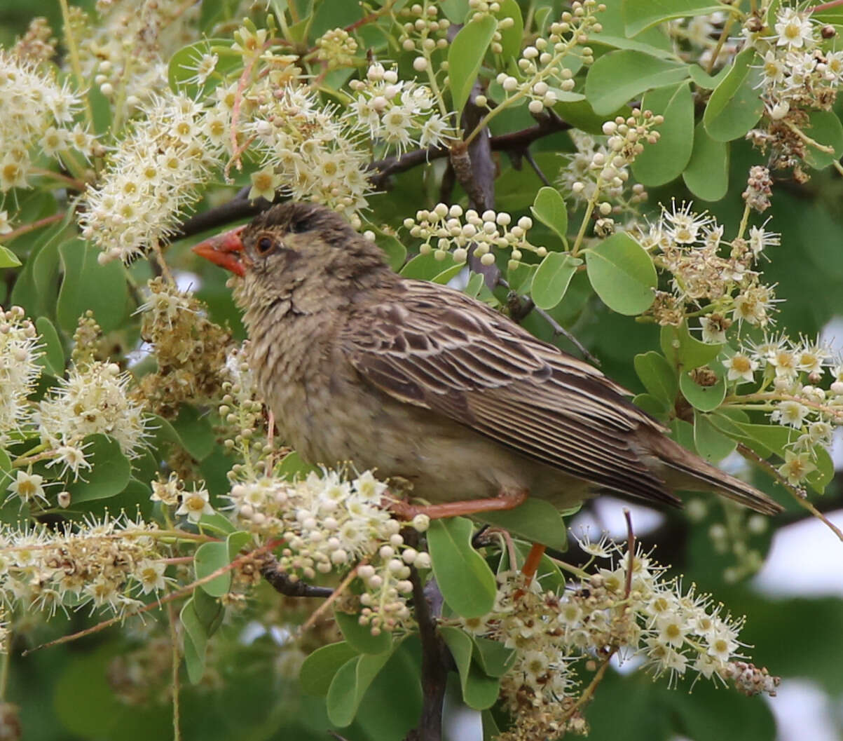 Image of Quelea quelea quelea (Linnaeus 1758)