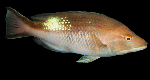 Image of Pigfish