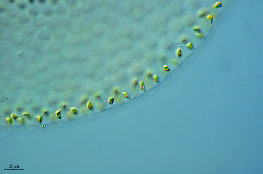 Image of <i>Volvox globator</i>