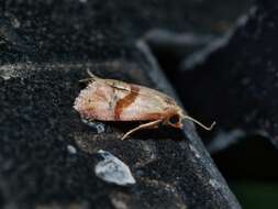 Image of Cochylis caulocatax Razowski 1984