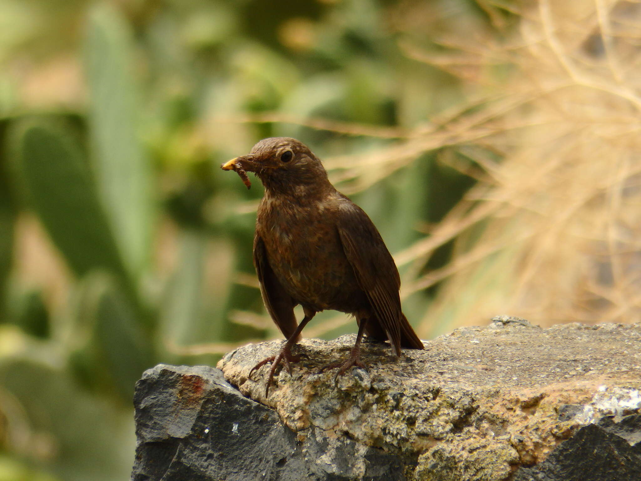 Слика од Turdus merula cabrerae Hartert 1901