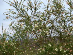 صورة Aspalathus uniflora subsp. willdenowiana (Benth.) R. Dahlgren