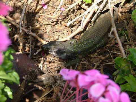 Image of Tenerife Lizard