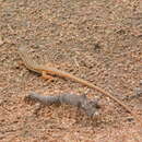 Image of Johnston’s long-tailed lizard