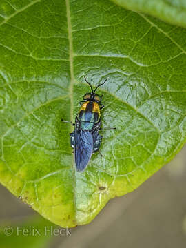 Image of Ptilocera quadridentata (Fabricius 1805)