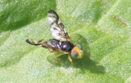 Image of Celery Fly