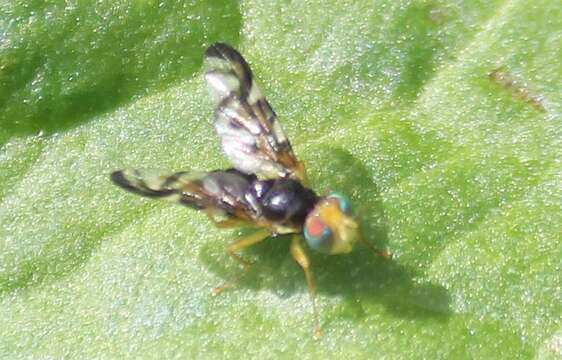 Image of Celery Fly