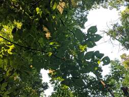 Image of shellbark hickory