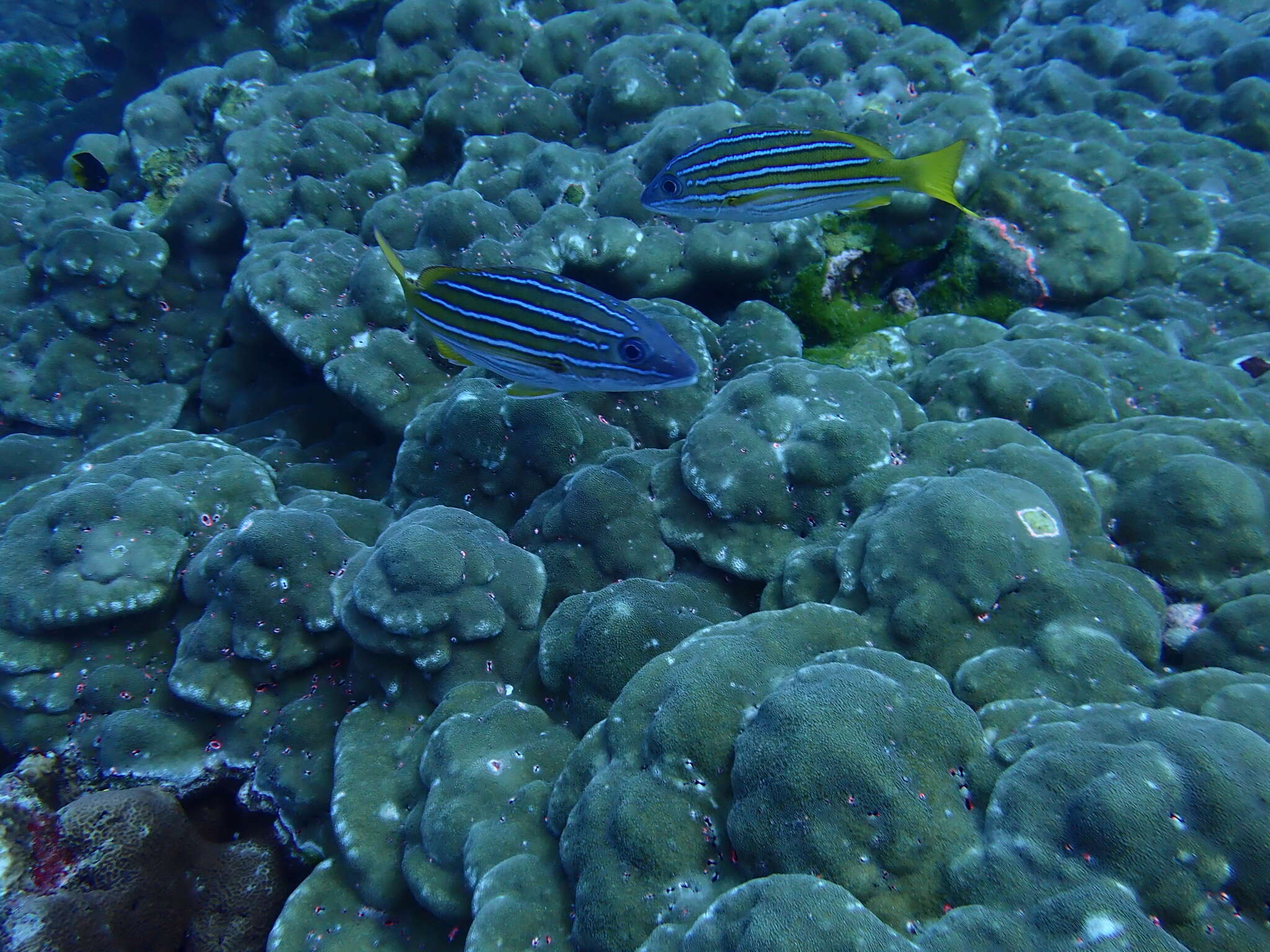 Image of Blue and gold snapper