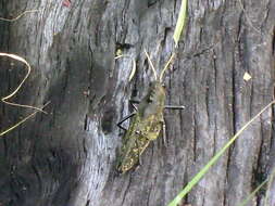 Image of lubber grasshopper