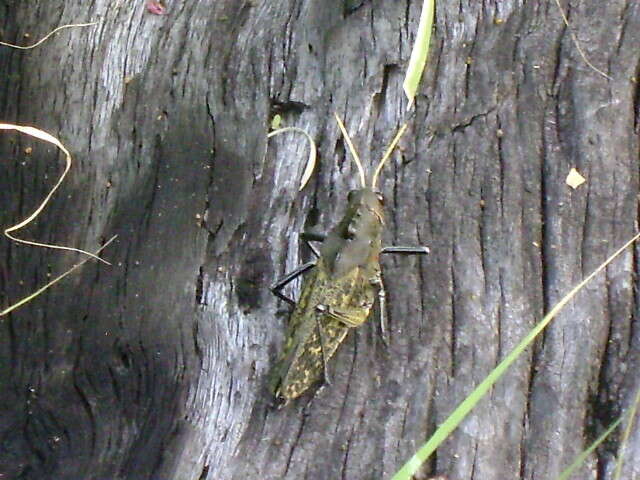 Image of lubber grasshopper